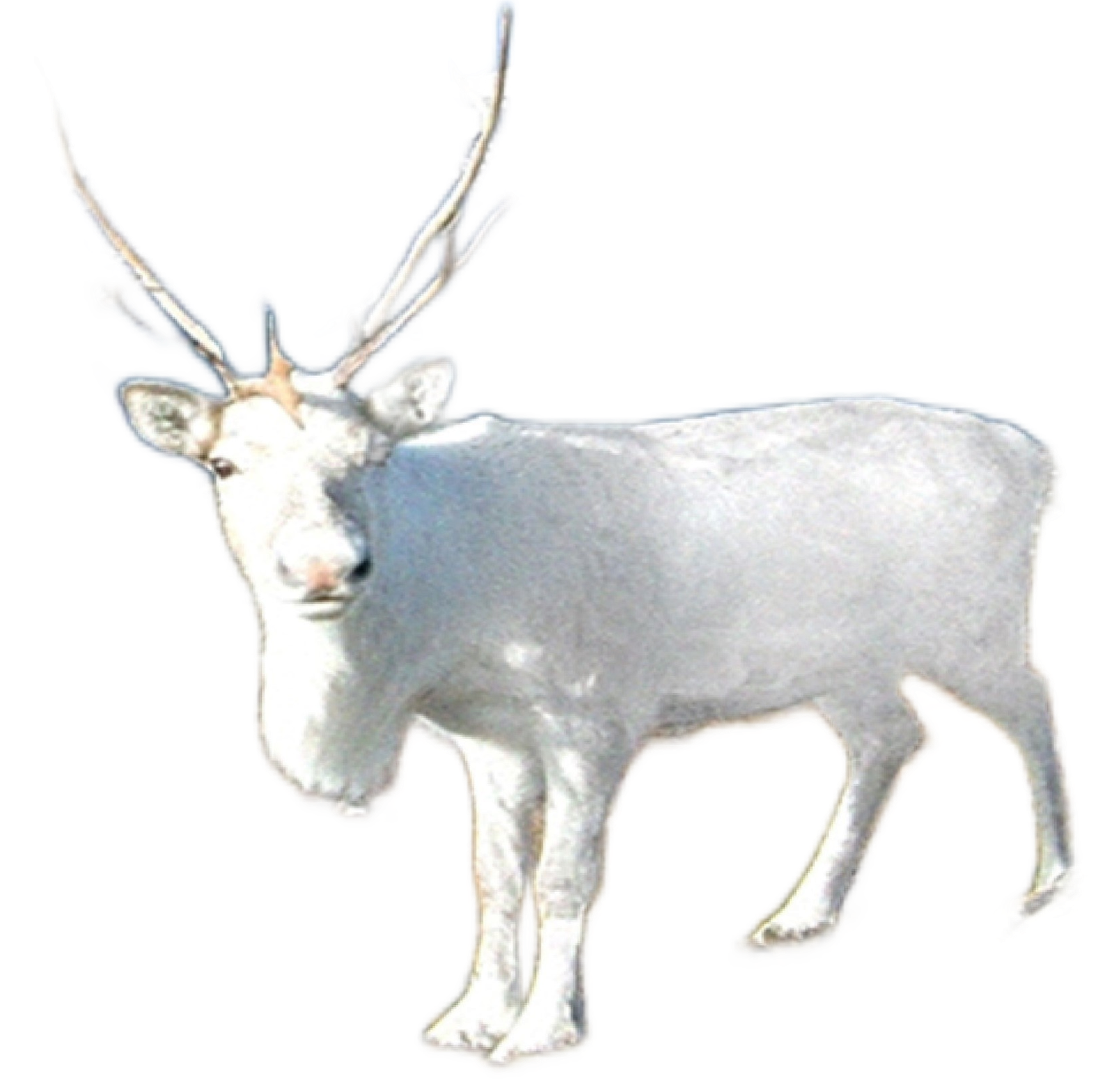 White Reindeer with no background to head up page